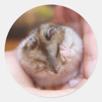 A Hamster Headache