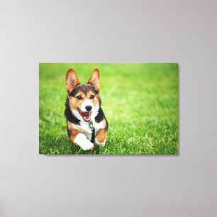 A Happy And Energetic Pembroke Welsh Corgi Puppy Canvas Print