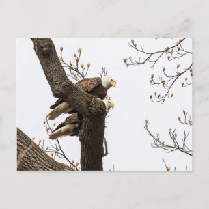 A Happy (?) Eagle Couple Postcard