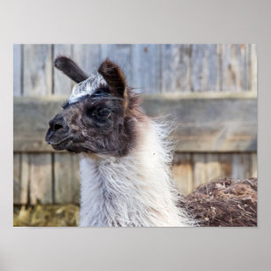 A Happy Llama Poster