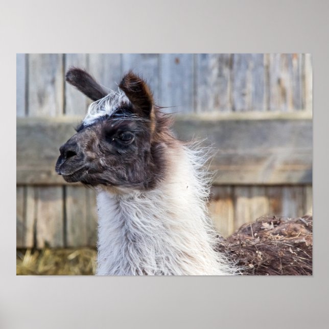 A Happy Llama Poster (Front)