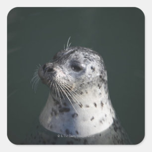 A harbour seal