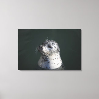 A harbour seal canvas print