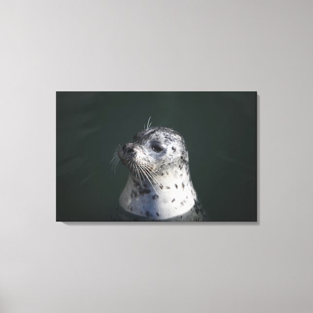 A harbour seal canvas print (Front)