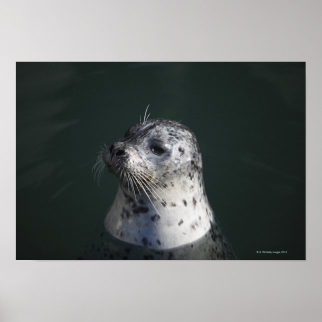 A harbour seal poster (Front)