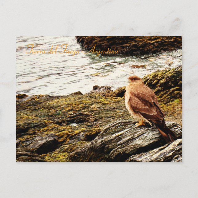 A hawk - Tierra del Fuego, Argentina Postcard (Front)