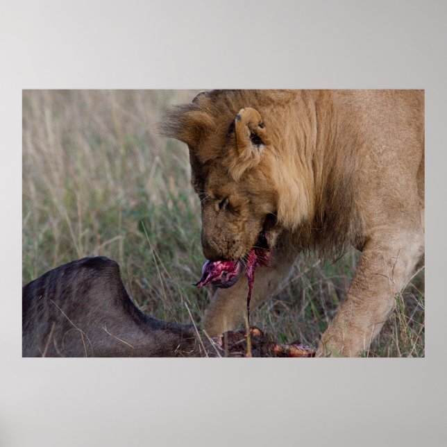 A Heartful Lion Poster (Front)