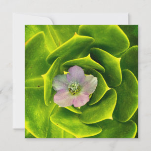 A Hellebore,  a Lenten Rose Thank You Card