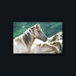 A herd of Brumby Horses from Australia Canvas Print<br><div class="desc">A photo of a herd of wild brumby horses from Australia. Light brown buckskin colour,  with long wild manes. Green foliage background.</div>