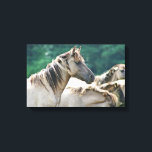 A herd of Brumby Horses from Australia Canvas Print<br><div class="desc">A photo of a herd of wild brumby horses from Australia. Light brown buckskin colour,  with long wild manes. Green foliage background.</div>