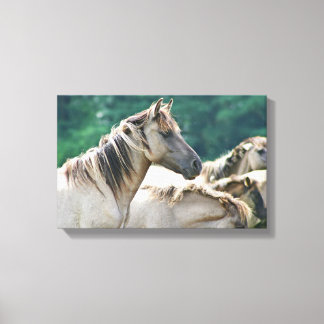 A herd of Brumby Horses from Australia Canvas Print