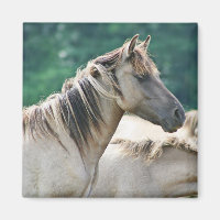 A herd of Brumby Horses from Australia
