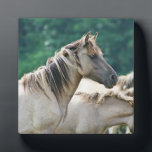A herd of Brumby Horses from Australia Plaque<br><div class="desc">A photo of a herd of wild brumby horses from Australia. Light brown buckskin colour,  with long wild manes. Green foliage background.</div>