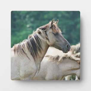 A herd of Brumby Horses from Australia Plaque