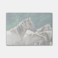 A herd of Brumby Horses from Australia