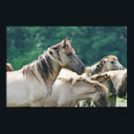 A herd of Brumby Horses from Australia Poster<br><div class="desc">A photo of a herd of wild brumby horses from Australia.</div>