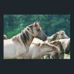 A herd of Brumby Horses from Australia Poster<br><div class="desc">A photo of a herd of wild brumby horses from Australia.</div>
