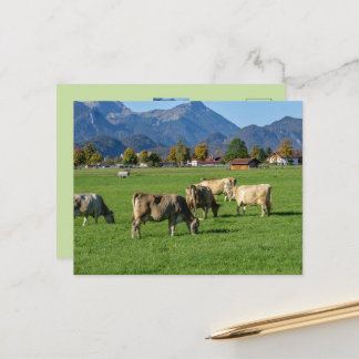 A herd of cows in Allgäu, Bavaria, Germany Postcard