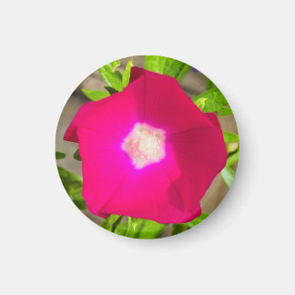 A Hint of Z "Hot Pink Floral" magnet