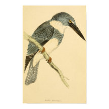 A history of British birds 1863 BELTED-KINGFISHER