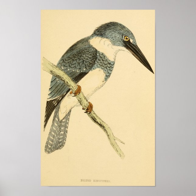 A history of British birds 1863 BELTED-KINGFISHER Poster (Front)