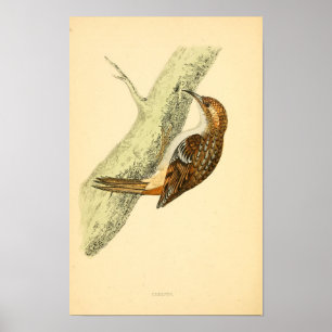 A history of British birds 1863 CREEPER Poster