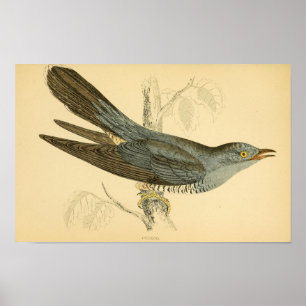A history of British birds 1863 CUCKOO Poster