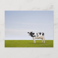 A Holstein Dairy cow with spots in the shape of