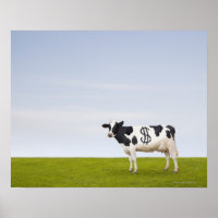 A Holstein Dairy cow with spots in the shape of