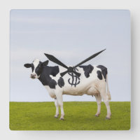 A Holstein Dairy cow with spots in the shape of
