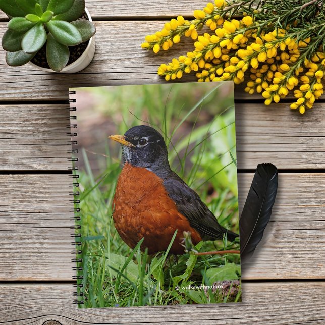 A Hopeful American Robin Spiral Notebook (Hopeful American Robin in the Grass Journal Cover Photo)