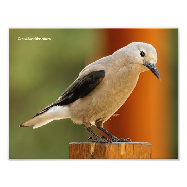 A Hopeful Clark's Nutcracker Photo Print (Front)