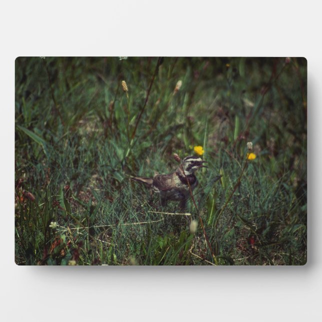 A Horned Lark Plaque (Front)