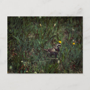 A Horned Lark Postcard