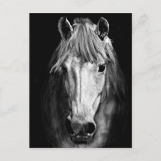 A Horse Called Elvis Postcard