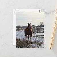 A Horse Gelding in Winter With Snow