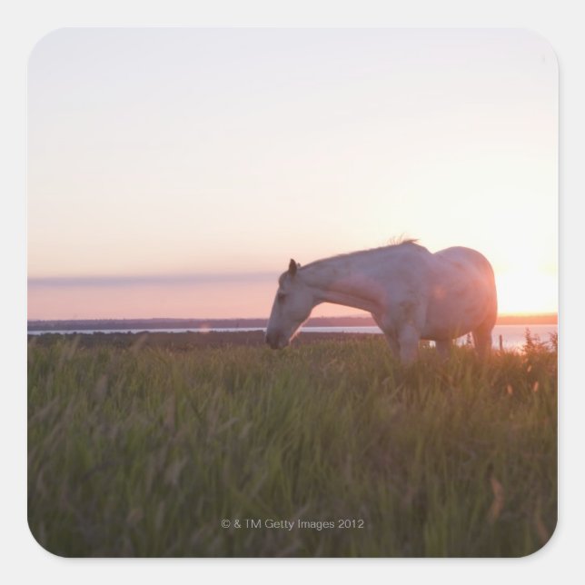 A horse in a field square sticker (Front)