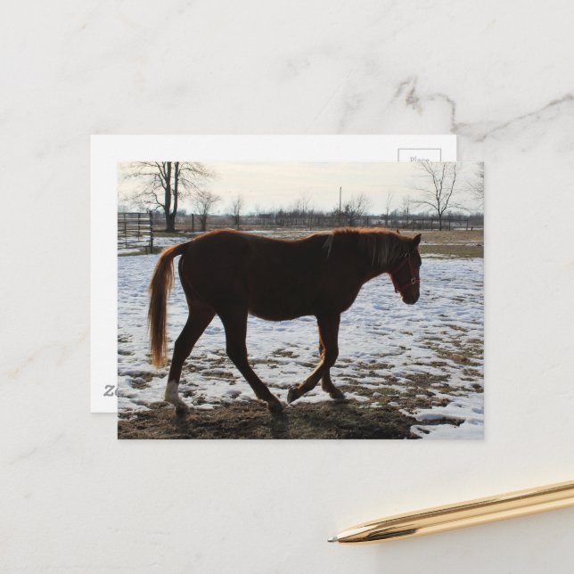 A Horse in Winter Postcard (Front/Back In Situ)