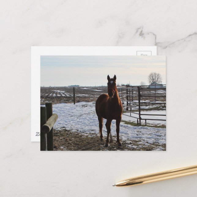 A Horse in Winter With Snow Postcard (Front/Back In Situ)