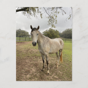 A horse near a pasture postcard