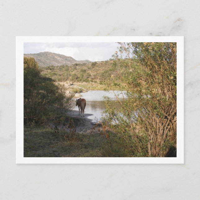 a horse postcard (Front)