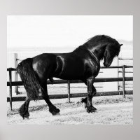 A horses humility