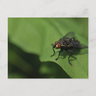 A housefly on a Green leaf Postcard
