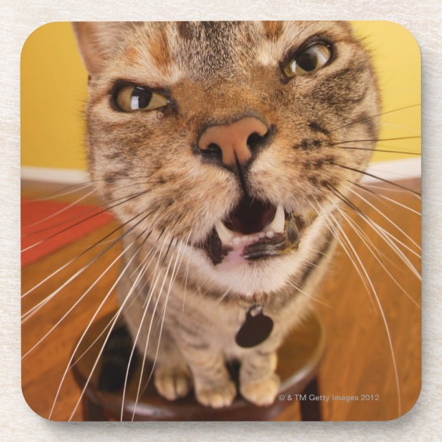 A humourous little cat sits on a stool in a coaster (Front)