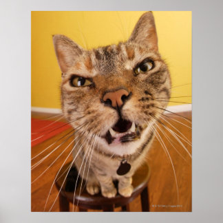 A humourous little cat sits on a stool in a poster