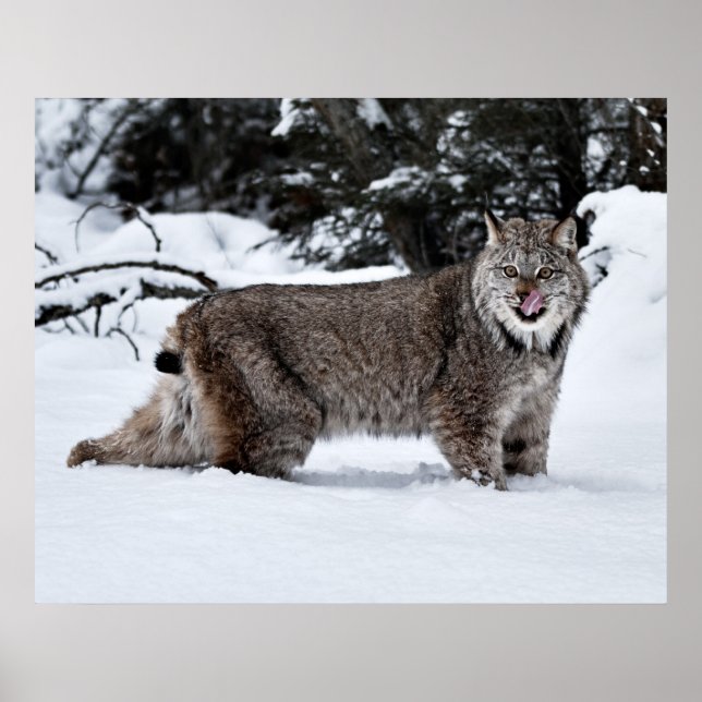 A Hungry Canadian Lynx in the Snow Poster (Front)
