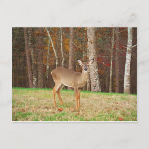 A Hunter's Dream Deer Postcard