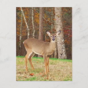A Hunter's Dream Deer Postcard