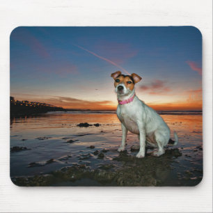 A Jack Russell Sitting Beach   Brighton Beach Mouse Pad
