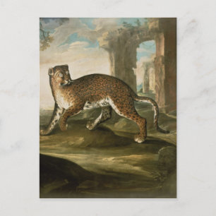 A Jaguar Postcard